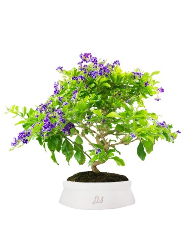 Duranta Bonsai 9 anni