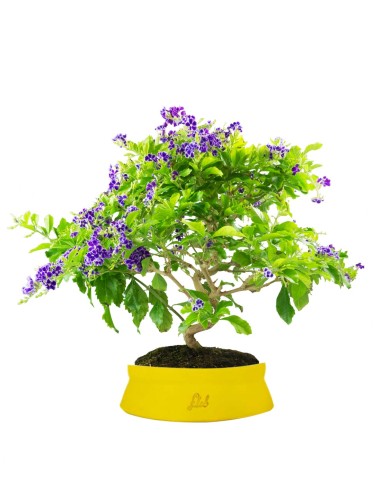 Duranta Bonsai 9 anni