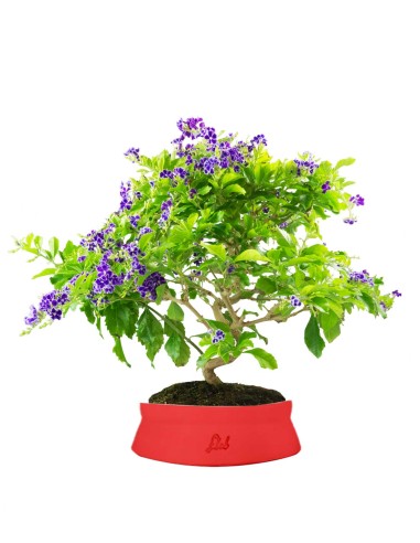 Duranta Bonsai 9 anni