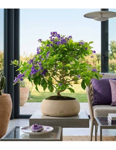 Duranta Bonsai 9 anni