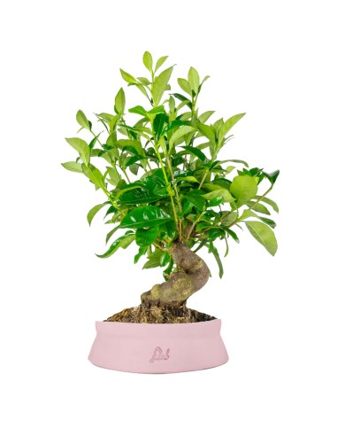 Gardenia Bonsai