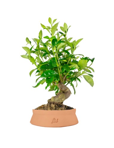 Gardenia Bonsai