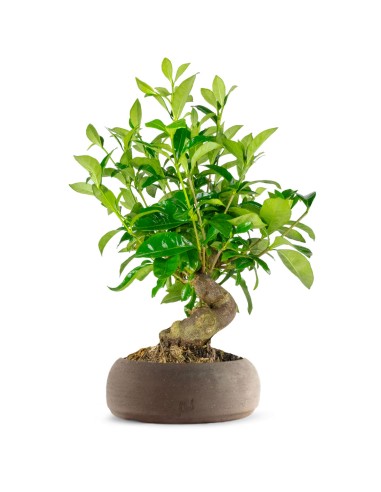Gardenia Bonsai