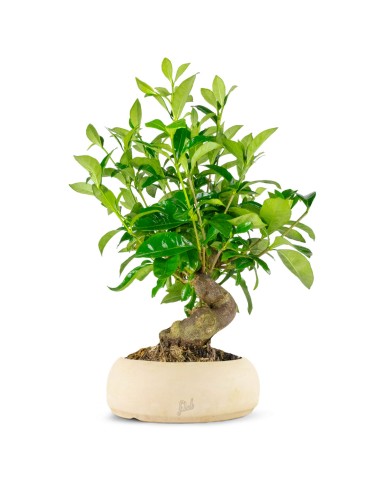 Gardenia Bonsai