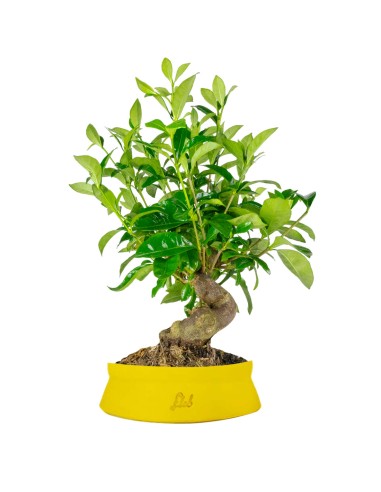 Gardenia Bonsai