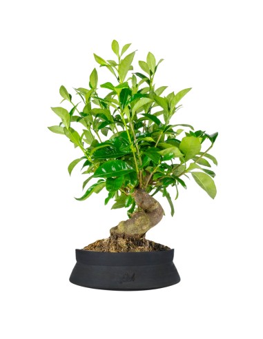 Gardenia Bonsai