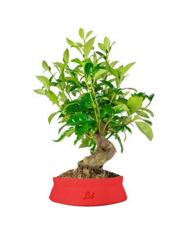 Gardenia Bonsai