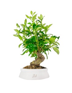 Gardenia Bonsai 2