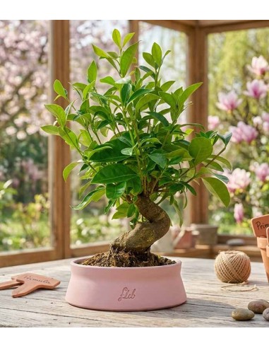 Gardenia Bonsai