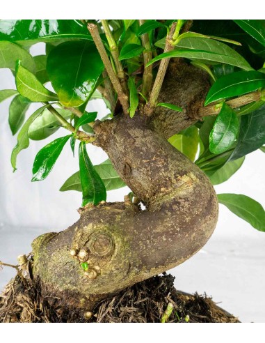 Gardenia Bonsai