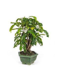 Bonsai di Tamarindo 18 Anni...