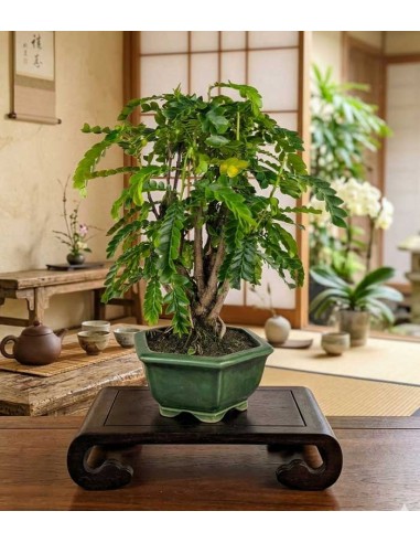 Bonsai di Tamarindo 18 Anni – Pianta...
