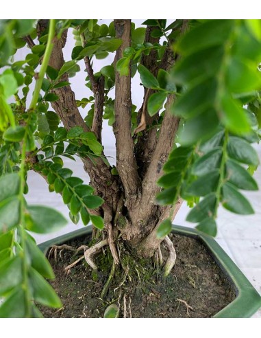 Bonsai di Tamarindo 18 Anni – Pianta...