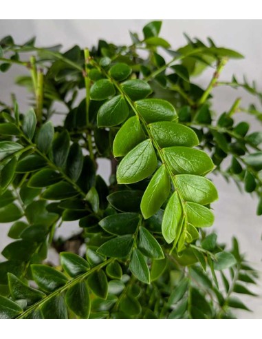 Bonsai di Tamarindo 18 Anni – Pianta...