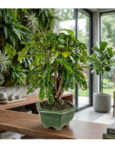 Bonsai di Tamarindo 18 Anni – Pianta...