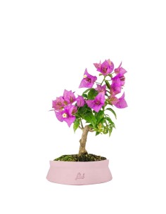 Bonsai Bougainvillea Glabra...