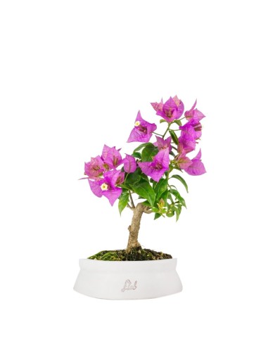 Bonsai Bougainvillea Glabra 5 Anni