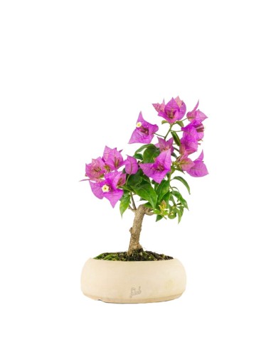 Bonsai Bougainvillea Glabra 5 Anni