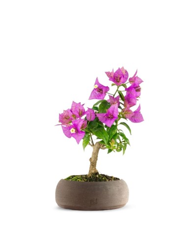 Bonsai Bougainvillea Glabra 5 Anni