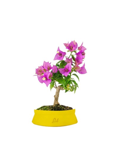 Bonsai Bougainvillea Glabra 5 Anni