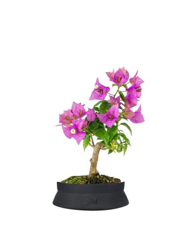 Bonsai Bougainvillea Glabra 5 Anni