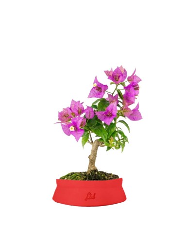 Bonsai Bougainvillea Glabra 5 Anni