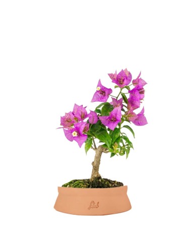 Bonsai Bougainvillea Glabra 5 Anni