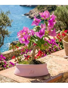 Bonsai Bougainvillea Glabra... 2
