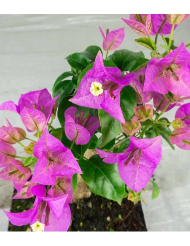 Bonsai Bougainvillea Glabra 5 Anni