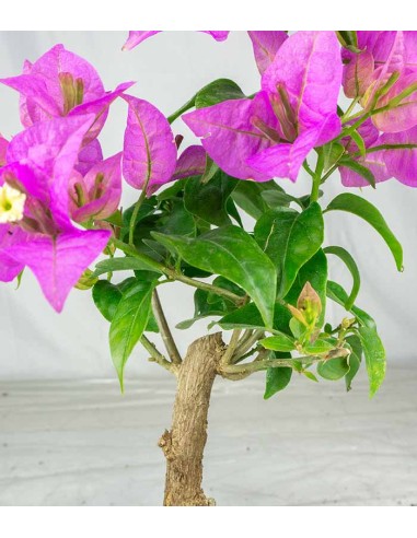Bonsai Bougainvillea Glabra 5 Anni