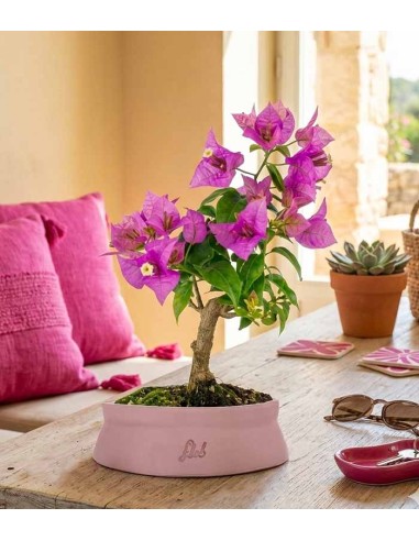 Bonsai Bougainvillea Glabra 5 Anni