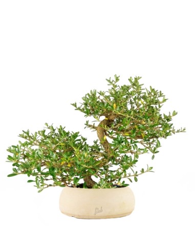 Coprosma Bonsai 7 anni