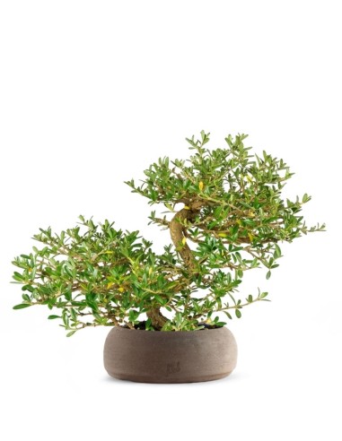 Coprosma Bonsai 7 anni