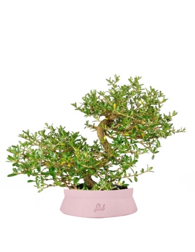 Coprosma Bonsai 7 anni
