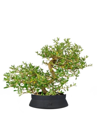 Coprosma Bonsai 7 anni