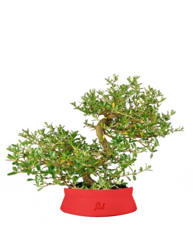 Coprosma Bonsai 7 anni