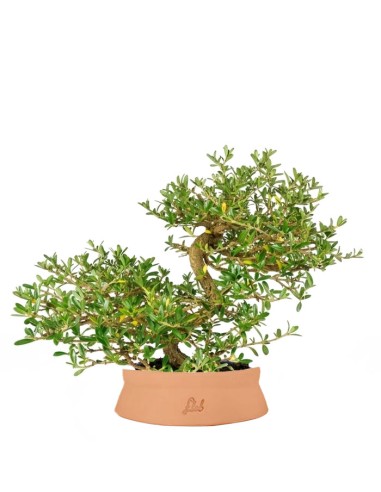Coprosma Bonsai 7 anni