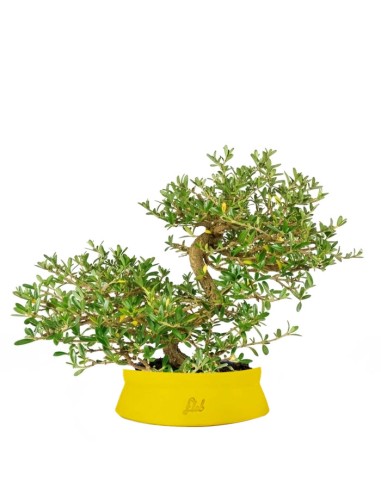 Coprosma Bonsai 7 anni