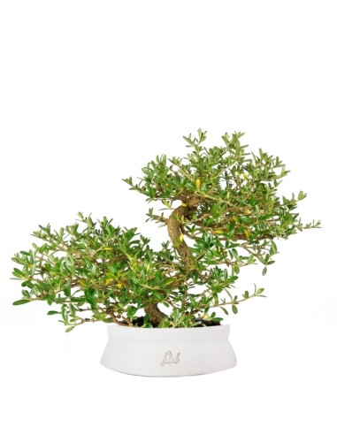 Coprosma Bonsai 7 anni