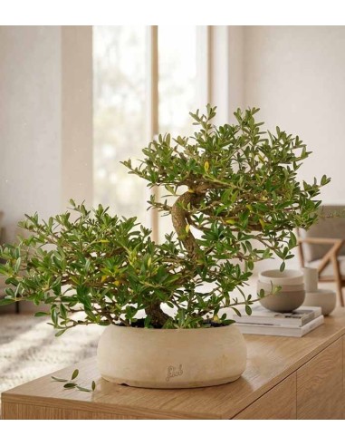 Coprosma Bonsai 7 anni