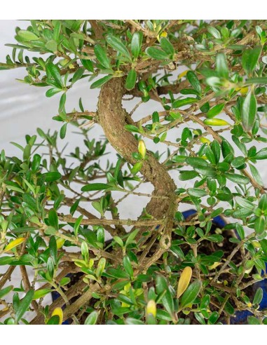 Coprosma Bonsai 7 anni