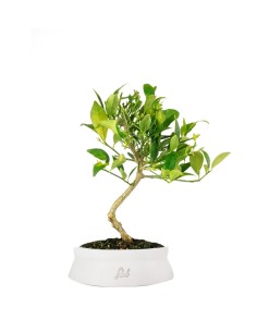 Bonsai di Limequat 7 Anni