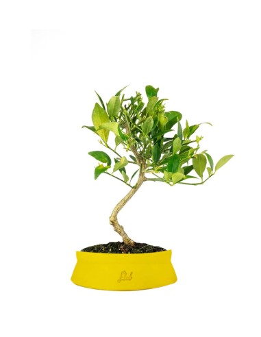 Bonsai di Limequat 7 Anni