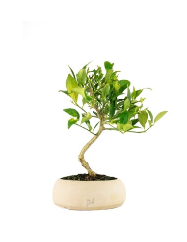 Bonsai di Limequat 7 Anni