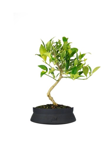 Bonsai di Limequat 7 Anni