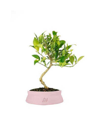 Bonsai di Limequat 7 Anni