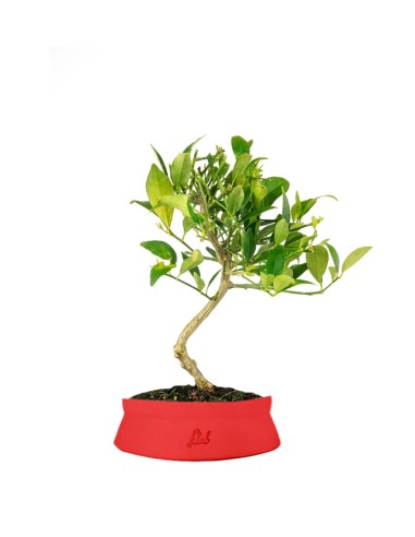 Bonsai di Limequat 7 Anni
