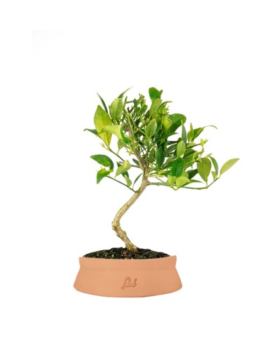 Bonsai di Limequat 7 Anni
