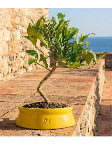 Bonsai di Limequat 7 Anni