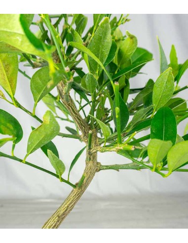 Bonsai di Limequat 7 Anni